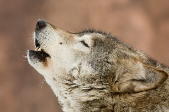 Wolf tilting his head up and howling