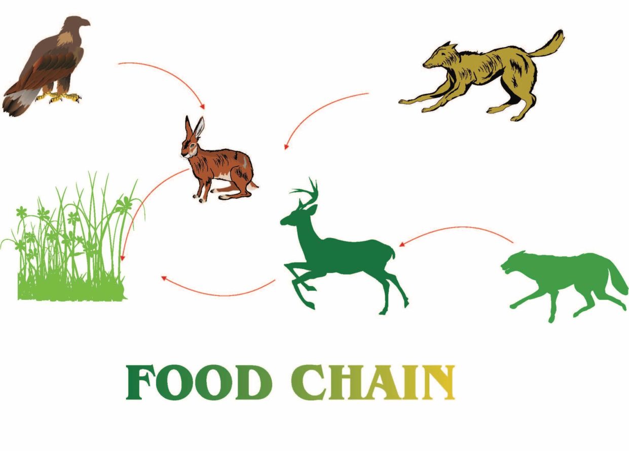 Illustration of different animals showing a food chain