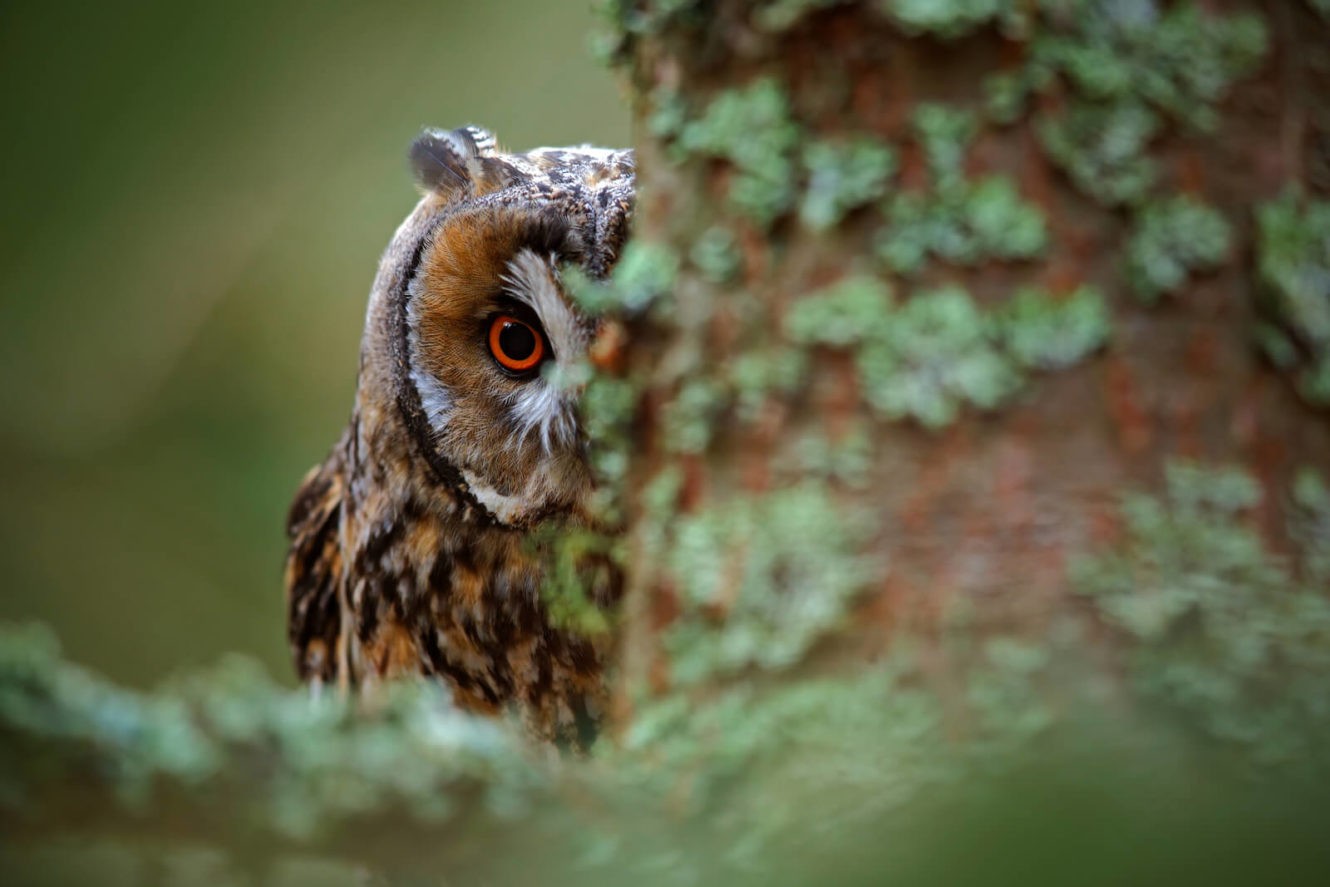 Owl with orange eyes hiding behind tree trunk